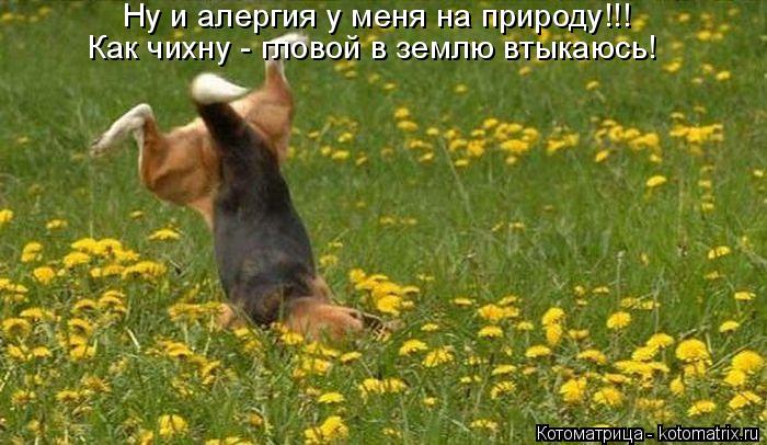 Котоматрица: Ну и алергия у меня на природу!!! Как чихну - гловой в землю втыкаюсь!