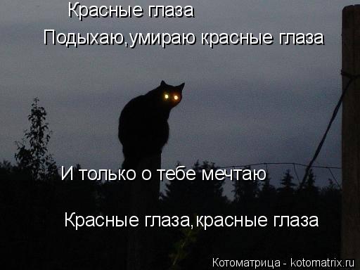 Котоматрица: Красные глаза Подыхаю,умираю красные глаза Красные глаза,красные глаза И только о тебе мечтаю