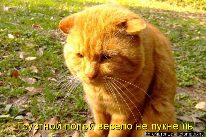 Котоматрица: Грустной попой весело не пукнешь.