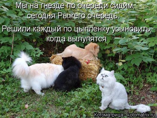 Мы на гнезде по очереди сидим, сегодня Рыжего очередь. Решили каждый по цыпленку усыновить, когда вы... Котоматрица: Мы на гнезде по очереди сидим, сегодня Рыжего очередь. Решили каждый по цыпленку усыновить, когда вылупятся