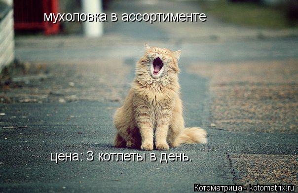 мухоловка в ассортименте цена: 3 котлеты в день.... Котоматрица: мухоловка в ассортименте цена: 3 котлеты в день.