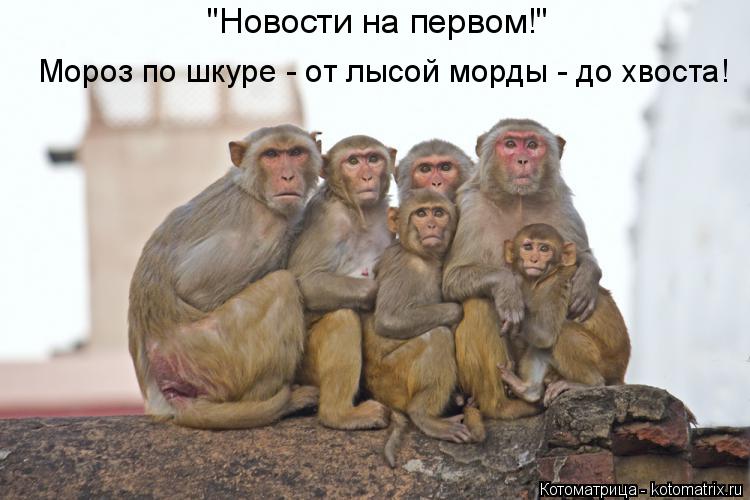 Котоматрица: "Новости на первом!" Мороз по шкуре - от лысой морды - до хвоста!