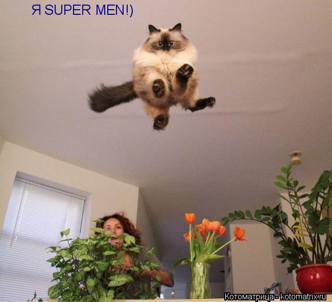 Котоматрица: Я SUPER MEN!)