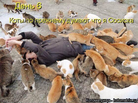 Котоматрица: День 6 Коты по прежнему думают что я Сосиска