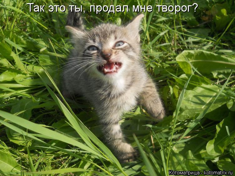 Котоматрица: Так это ты, продал мне творог?