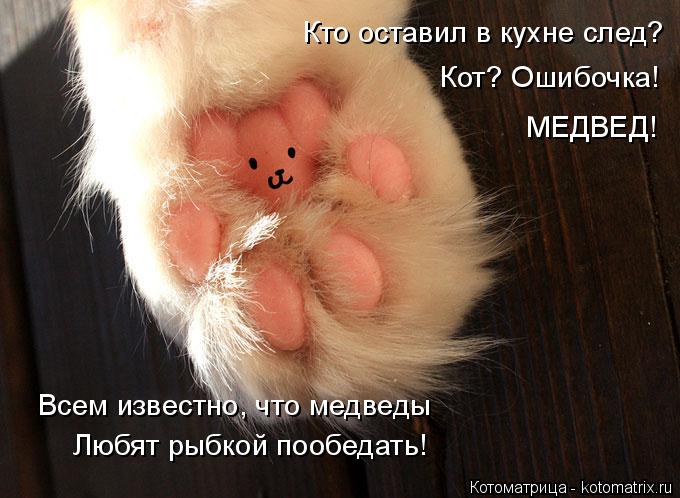 Котоматрица: Кто оставил в кухне след? Кот? Ошибочка! МЕДВЕД! Всем известно, что медведы Любят рыбкой пообедать!