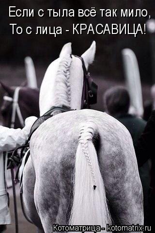 Котоматрица: Если с тыла всё так мило, То с лица - КРАСАВИЦА!