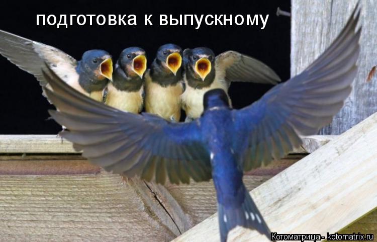 Котоматрица: подготовка к выпускному