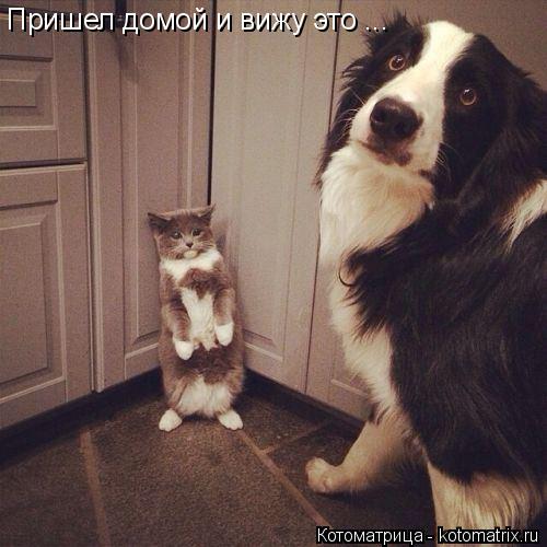 Котоматрица: Пришел домой и вижу это ... Пришел домой и вижу это ...