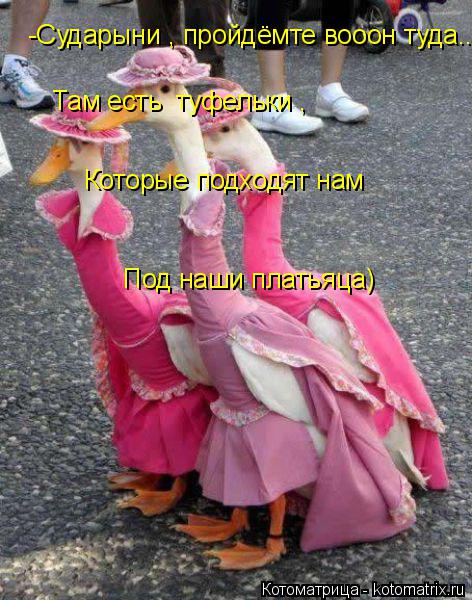 Котоматрица: -Сударыни , пройдёмте вооон туда.. Там есть  туфельки , Которые подходят нам  Под наши платьяца)