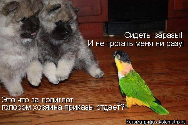 Котоматрица: И не трогать меня ни разу! Сидеть, заразы! голосом хозяина приказы отдает? Это что за полиглот