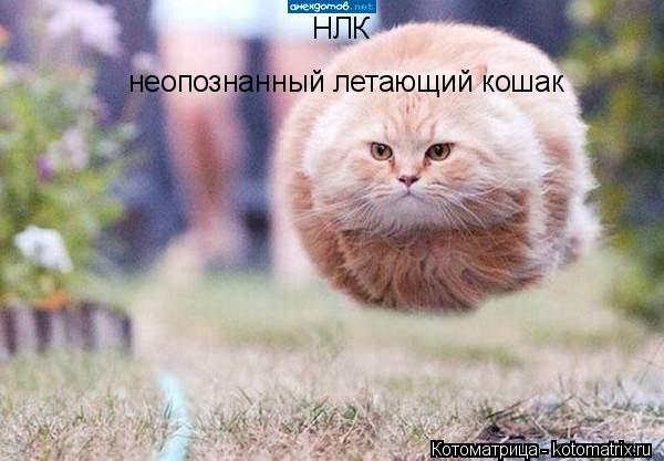 Котоматрица: НЛК неопознанный летающий кошак