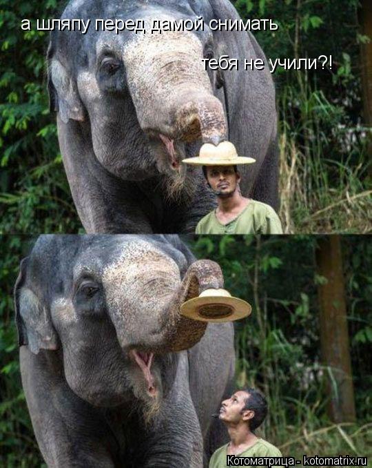 Котоматрица: а шляпу перед дамой снимать тебя не учили?!