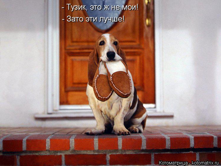 Котоматрица: - Тузик, это ж не мои! - Зато эти лучше!