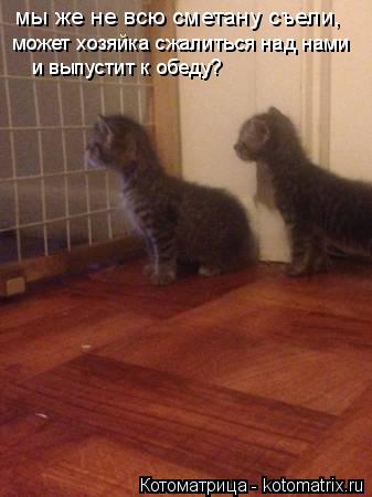 Котоматрица: мы же не всю сметану съели, может хозяйка сжалиться над нами  и выпустит к обеду?