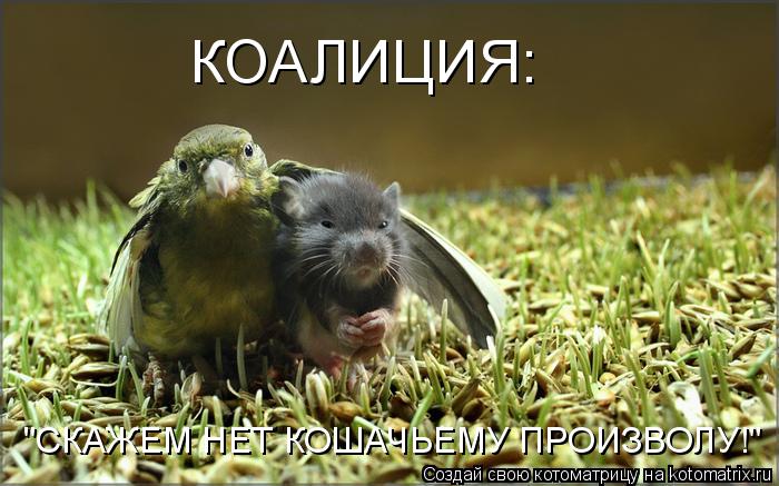Котоматрица: КОАЛИЦИЯ:   "СКАЖЕМ НЕТ КОШАЧЬЕМУ ПРОИЗВОЛУ!"