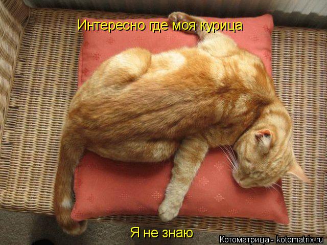 Котоматрица: Интересно где моя курица Я не знаю