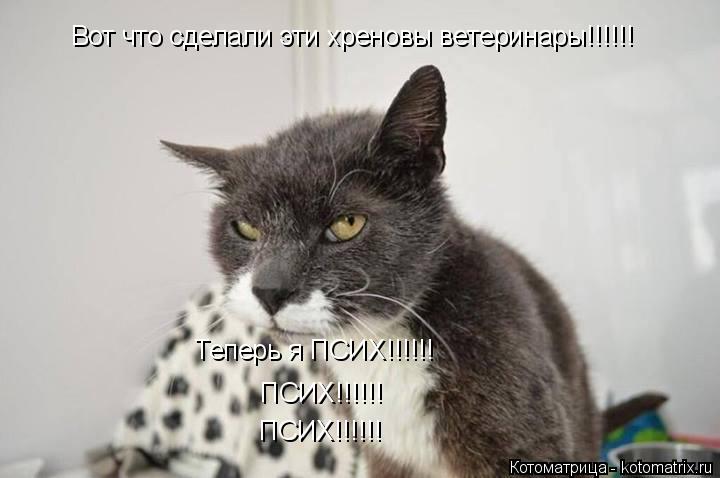 Котоматрица: Вот что сделали эти хреновы ветеринары!!!!!! Теперь я ПСИХ!!!!!! ПСИХ!!!!!! ПСИХ!!!!!!
