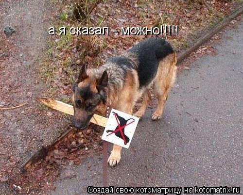 Котоматрица: а я сказал - можно!!!!!