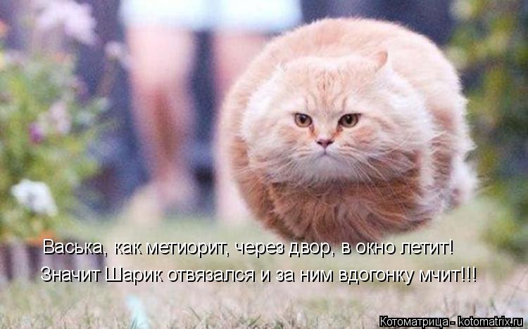 Котоматрица: Значит Шарик отвязался и за ним вдогонку мчит!!! Васька, как метиорит, через двор, в окно летит!