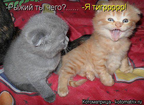 Котоматрица: -Рыжий ты чего?......  -Я тигррррр!
