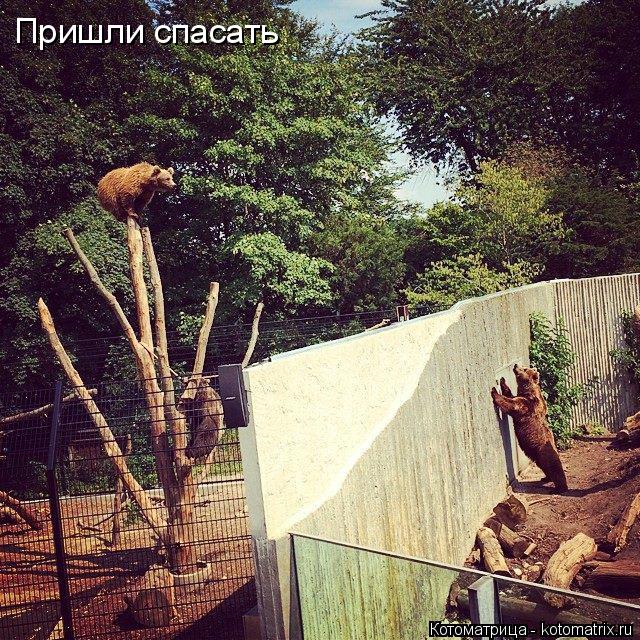 Котоматрица: Пришли спасать