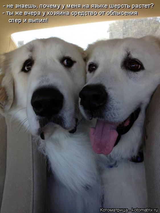 Котоматрица: - не знаешь, почему у меня на языке шерсть растет? - ты же вчера у хозяина средство от облысения  спер и выпил!