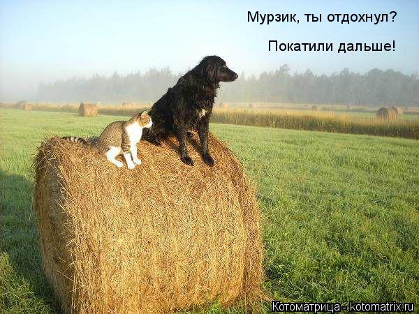 Котоматрица: Мурзик, ты отдохнул?  Покатили дальше!
