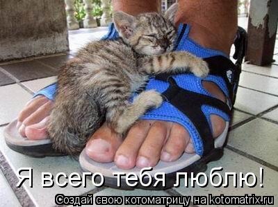 Котоматрица: Я всего тебя люблю!