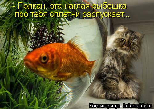 - Полкан, эта наглая рыбешка про тебя сплетни распускает...... Котоматрица: - Полкан, эта наглая рыбешка про тебя сплетни распускает...