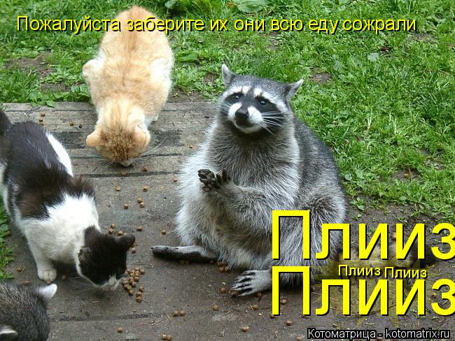 Котоматрица: Пожалуйста заберите их они всю еду сожрали Плииз Плииз Плииз Плииз