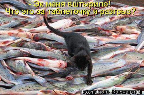 Котоматрица: - Эк меня вштырило! Что это за таблеточку я разгрыз?