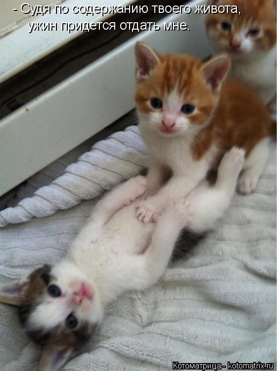 Котоматрица: - Судя по содержанию твоего живота, ужин придется отдать мне.