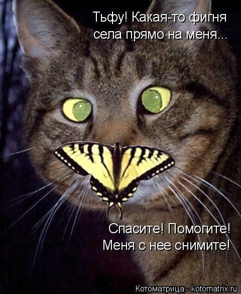 Котоматрица: Тьфу! Какая-то фигня села прямо на меня... Спасите! Помогите! Меня с нее снимите!