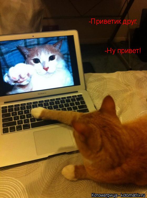 Котоматрица: -Приветик друг. -Ну привет!