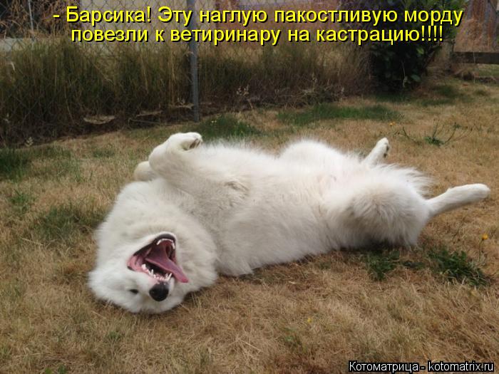 Котоматрица: - Барсика! Эту наглую пакостливую морду  повезли к ветиринару на кастрацию!!!!