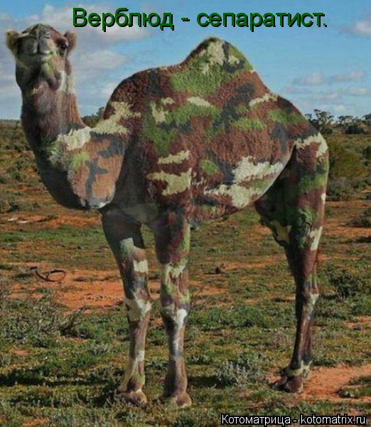 Котоматрица: Верблюд - сепаратист.