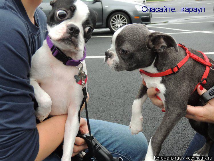 Котоматрица: Cпасайте...караул