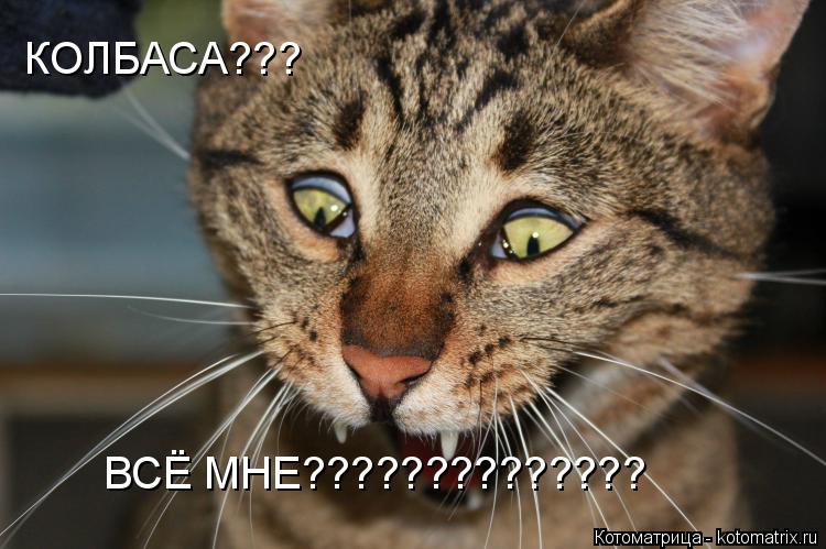 Котоматрица: КОЛБАСА??? ВСЁ МНЕ??????????????