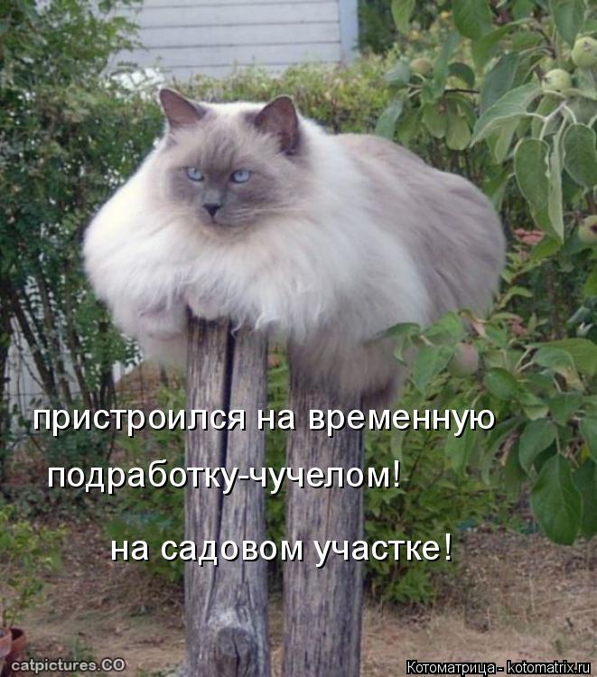 Котоматрица: пристроился на временную  подработку-чучелом! на садовом участке!