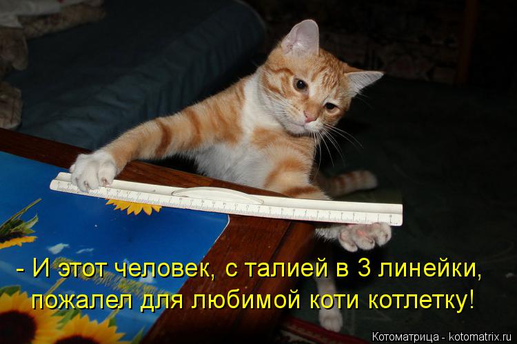 - И этот человек, с талией в 3 линейки, пожалел для любимой коти котлетку!... Котоматрица: - И этот человек, с талией в 3 линейки, пожалел для любимой коти котлетку!