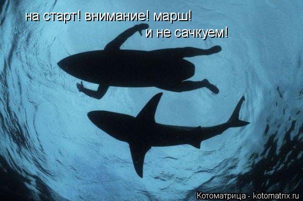 Котоматрица: на старт! внимание! марш!  и не сачкуем!