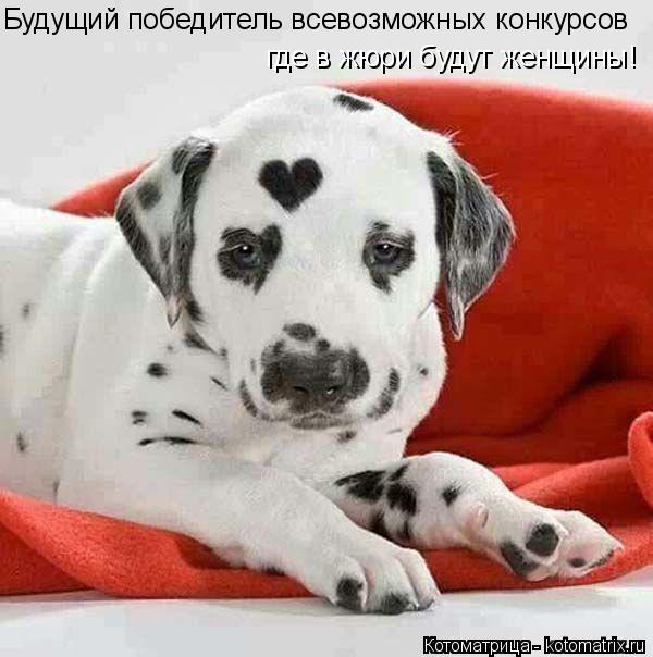 Котоматрица: где в жюри будут женщины! Будущий победитель всевозможных конкурсов