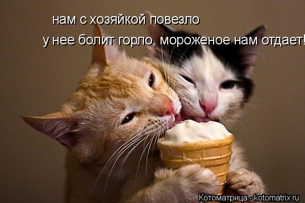 Котоматрица: нам с хозяйкой повезло у нее болит горло, мороженое нам отдает!