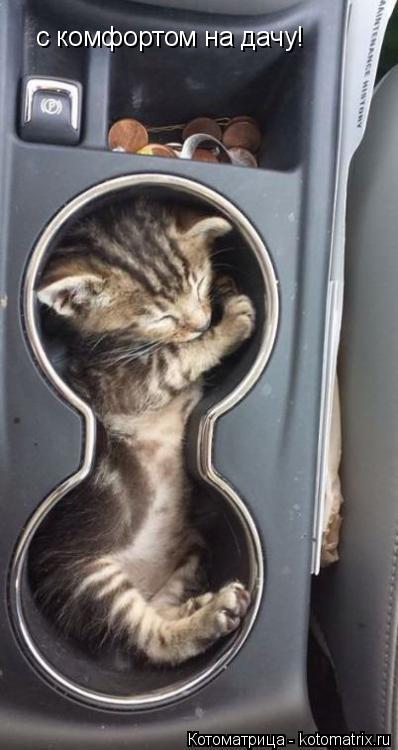 Котоматрица: с комфортом на дачу!