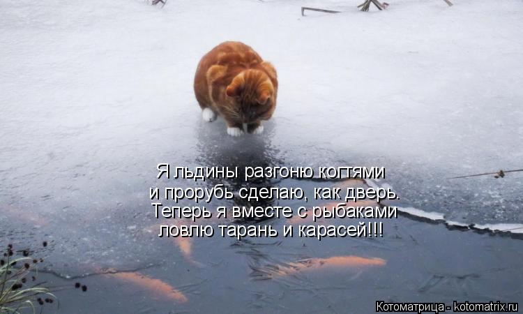 Котоматрица: Я льдины разгоню когтями и прорубь сделаю, как дверь. Теперь я вместе с рыбаками ловлю тарань и карасей!!!