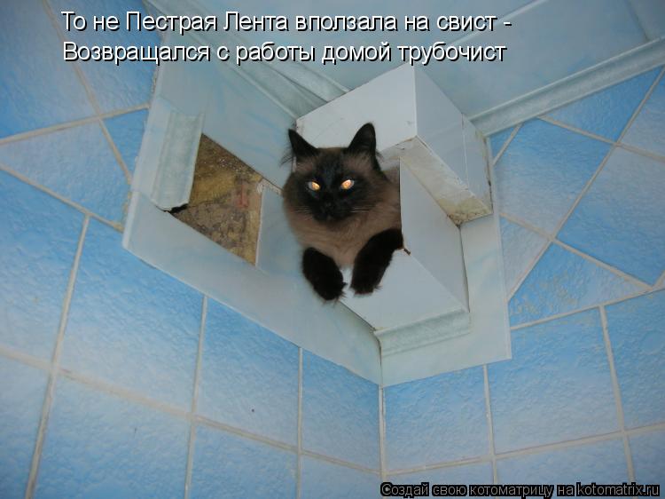 Котоматрица: То не Пестрая Лента вползала на свист - Возвращался с работы домой трубочист