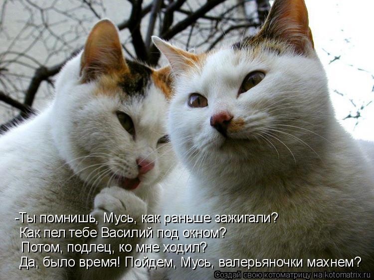 -Ты помнишь, Мусь, как раньше зажигали? Как пел тебе Василий под окном? Потом, подлец, ко мне ходил? ... Котоматрица: -Ты помнишь, Мусь, как раньше зажигали? Как пел тебе Василий под окном? Потом, подлец, ко мне ходил? Да, было время! Пойдем, Мусь, валерьяночки м