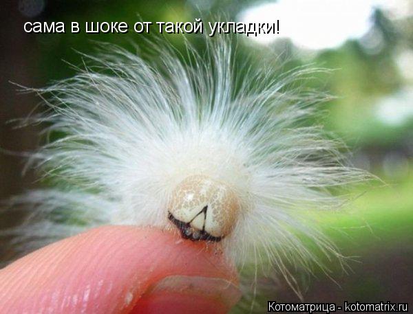 Котоматрица: сама в шоке от такой укладки!