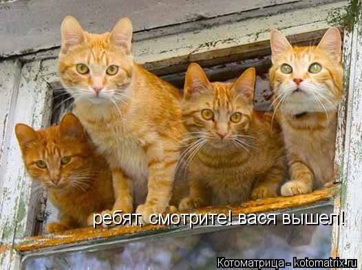 Котоматрица: ребят, смотрите! вася вышел!